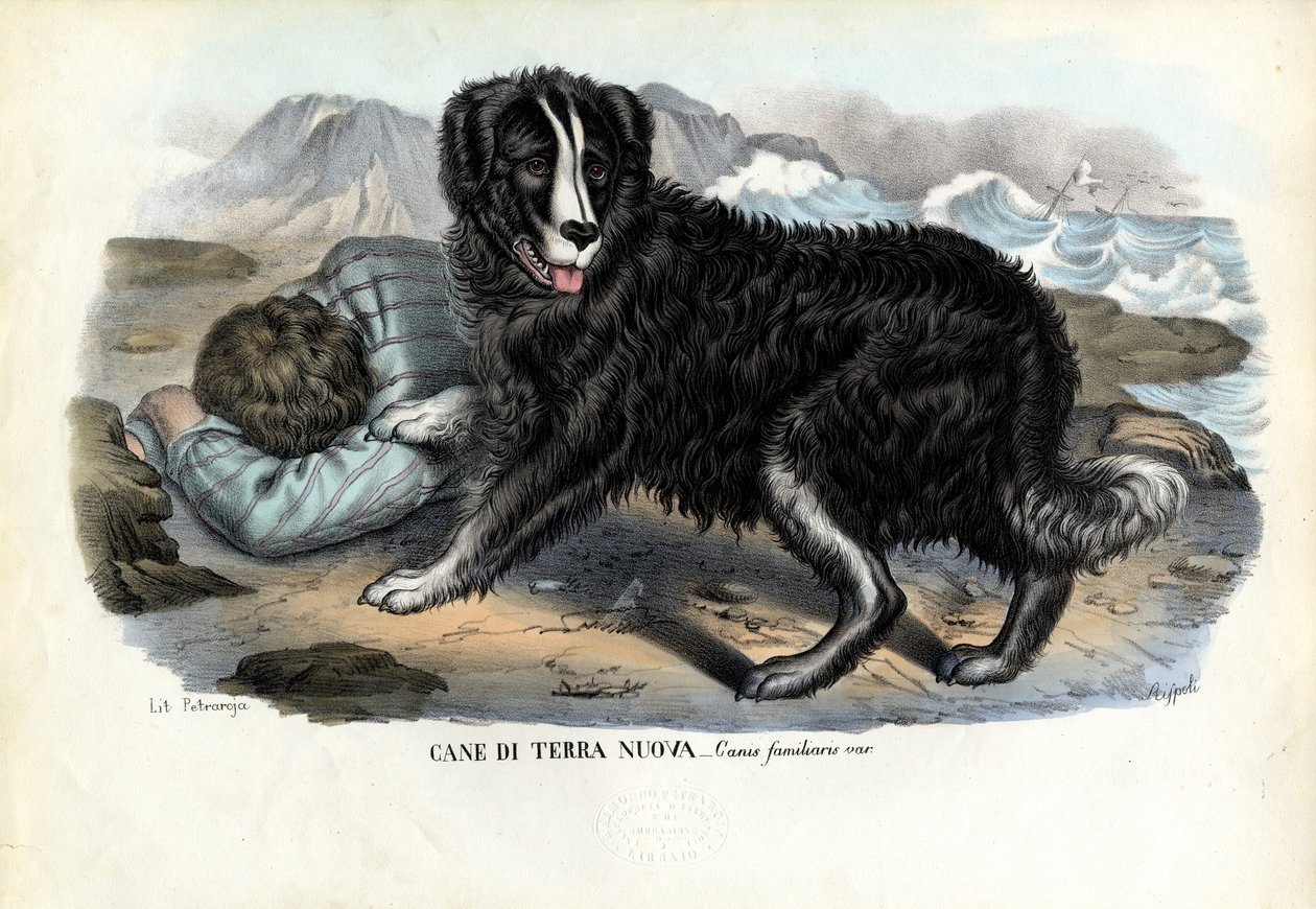 Psi, 1863-79 od Raimundo Petraroja