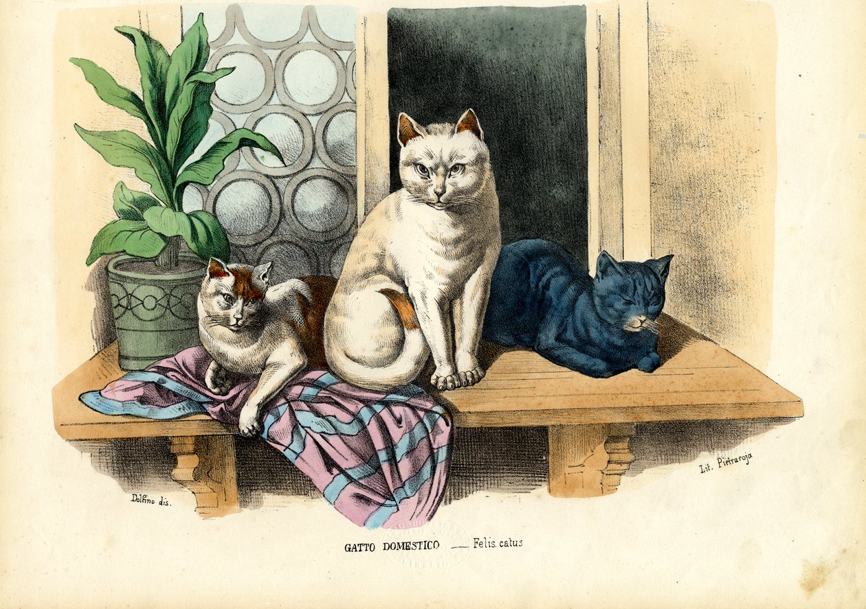Kočka domácí, 1863-79 od Raimundo Petraroja