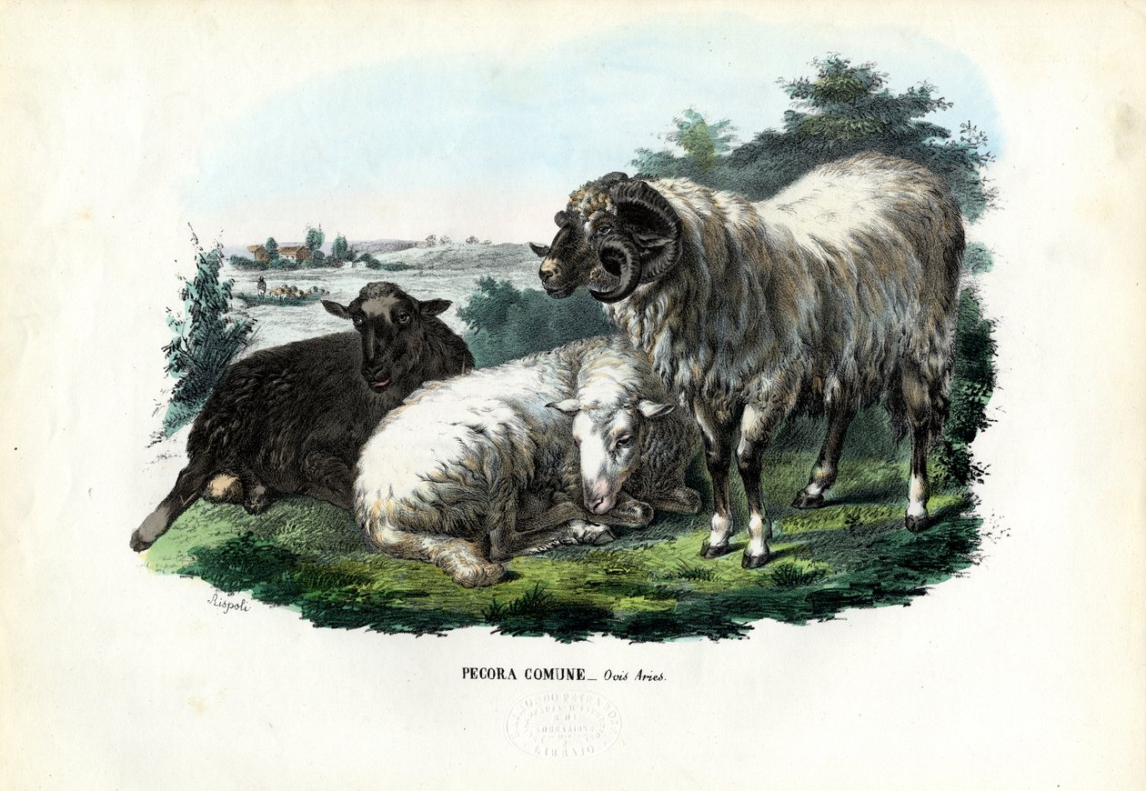 Ovce domácí, 1863-79 od Raimundo Petraroja