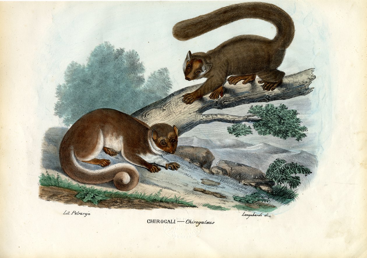 Trpasličí lemur, 1863-79 od Raimundo Petraroja