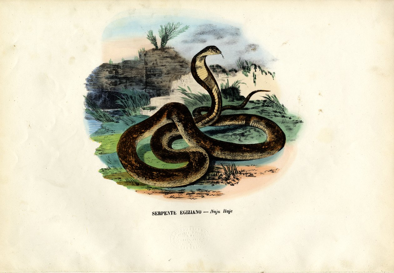 Egyptská kobra, 1863-79 od Raimundo Petraroja