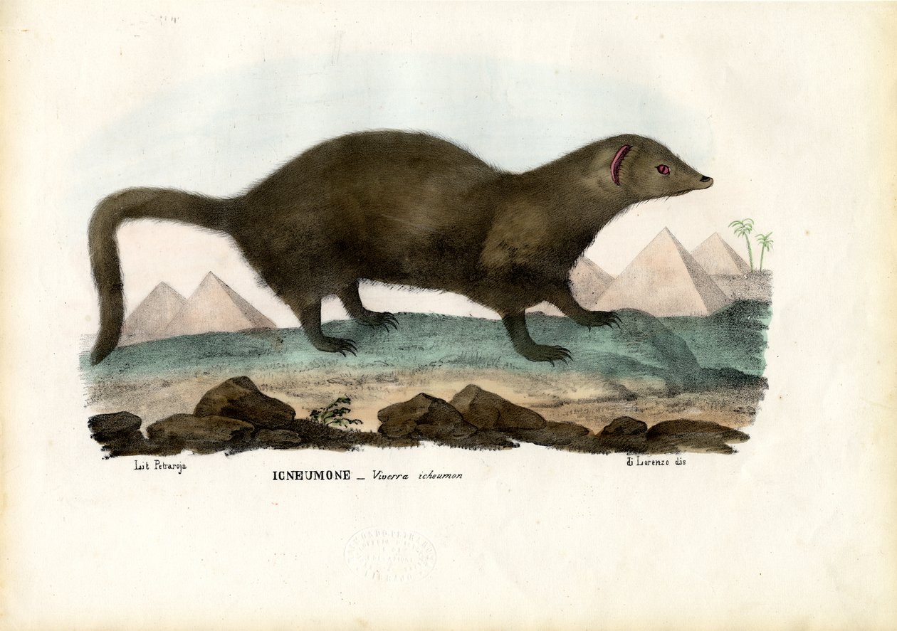 Mongoose egyptská, 1863-79 od Raimundo Petraroja