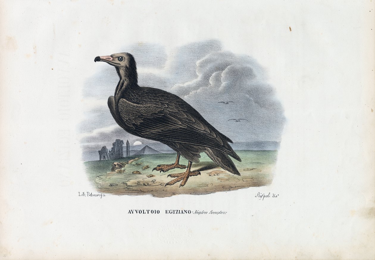 Egyptský sup, 1863-79 od Raimundo Petraroja