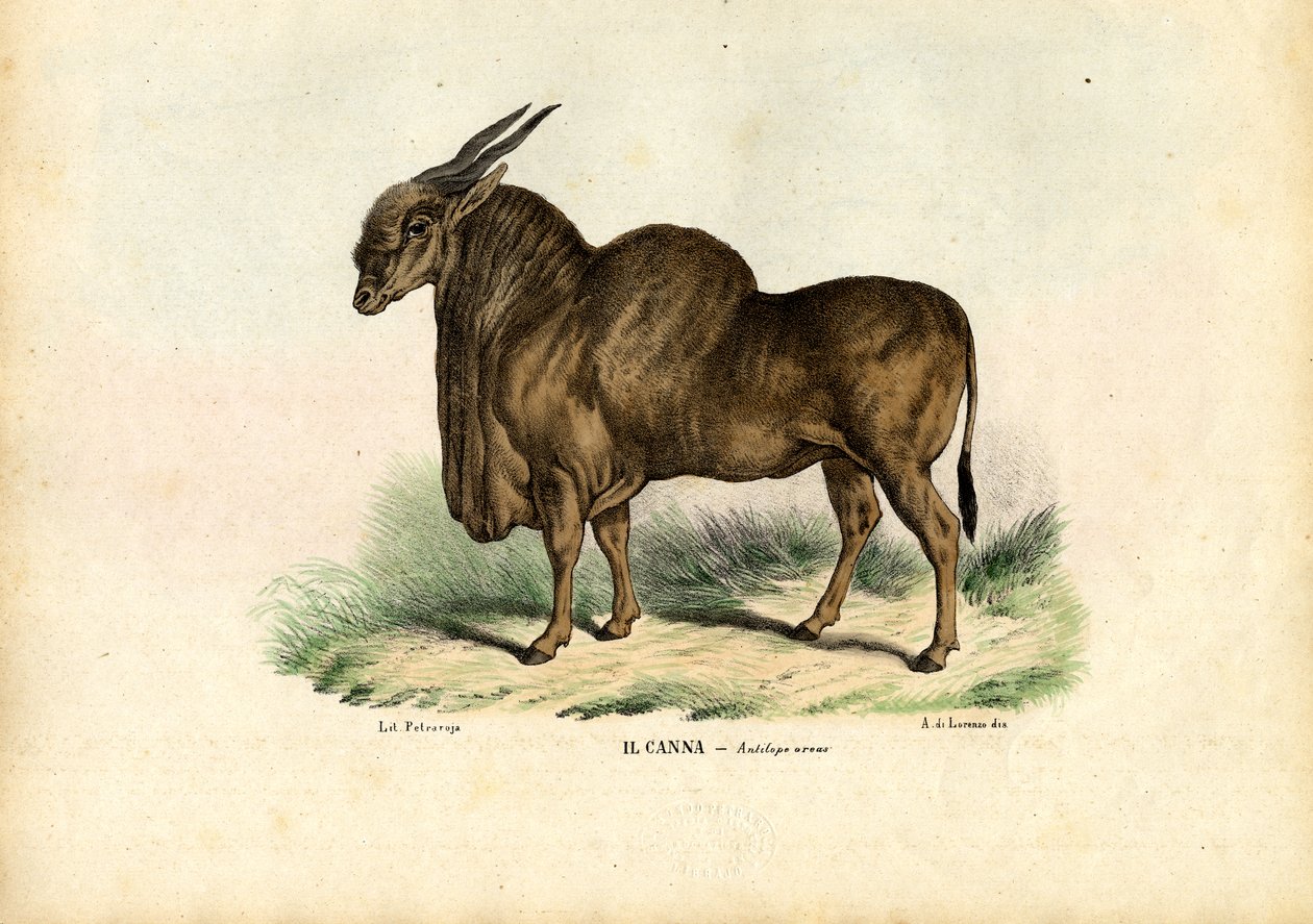 Eland, 1863-79 od Raimundo Petraroja