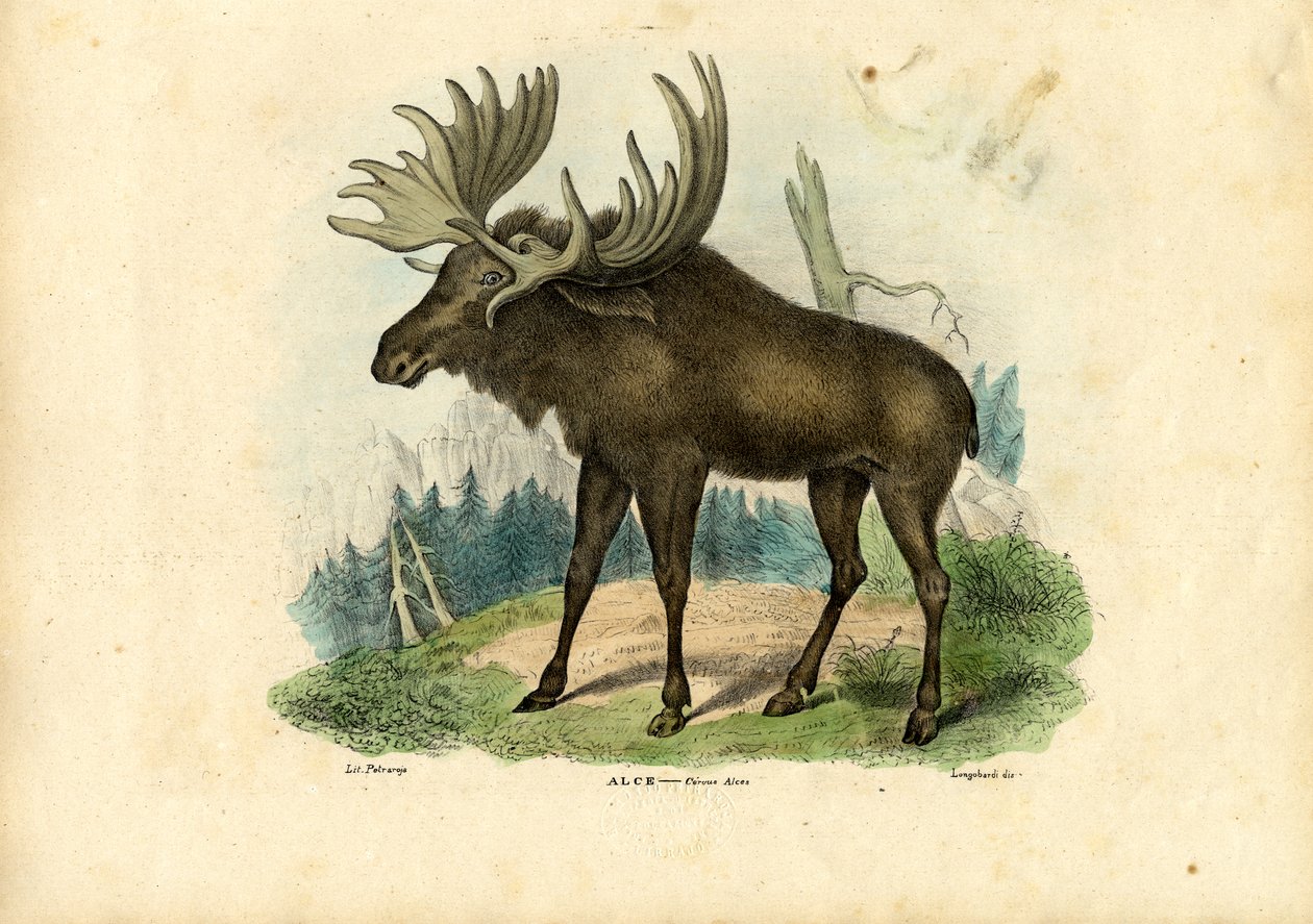 Elk, 1863-79 od Raimundo Petraroja