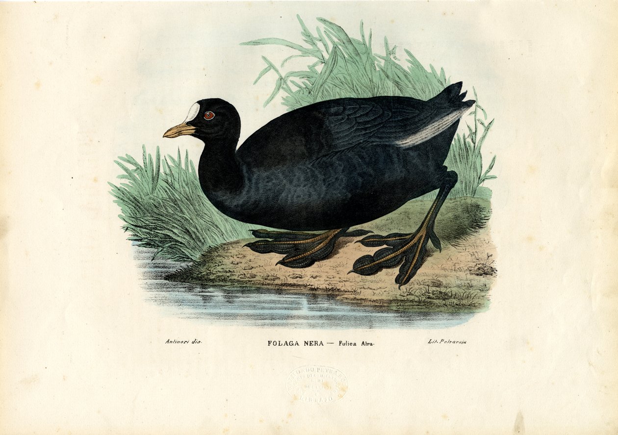 Lyska říční, 1863-79 od Raimundo Petraroja