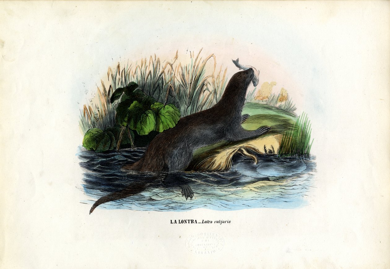 Vydra říční, 1863-79 od Raimundo Petraroja