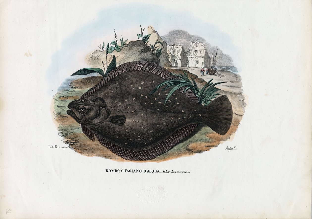 Platýs evropský, 1863-79 od Raimundo Petraroja
