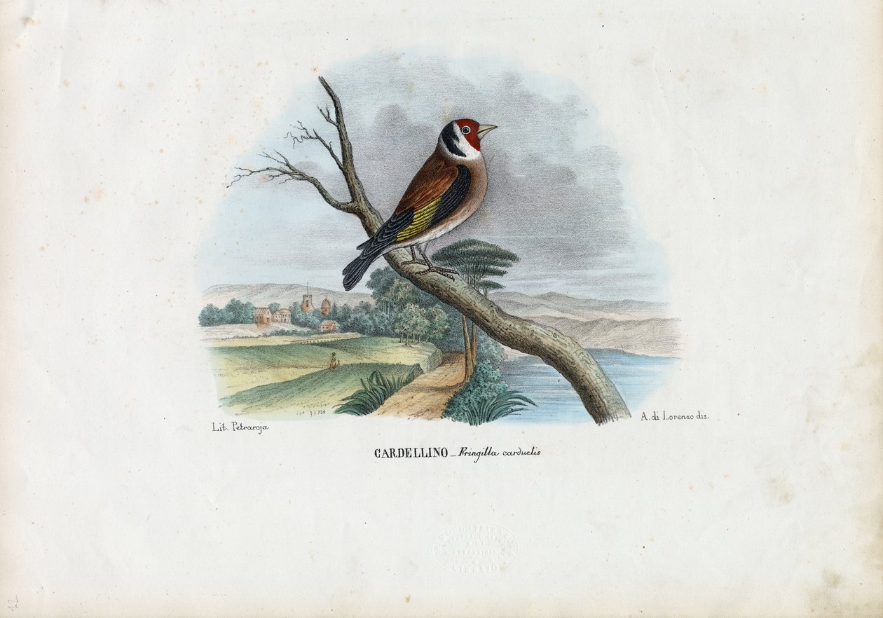 Zlatohlávek obecný, 1863-79 od Raimundo Petraroja