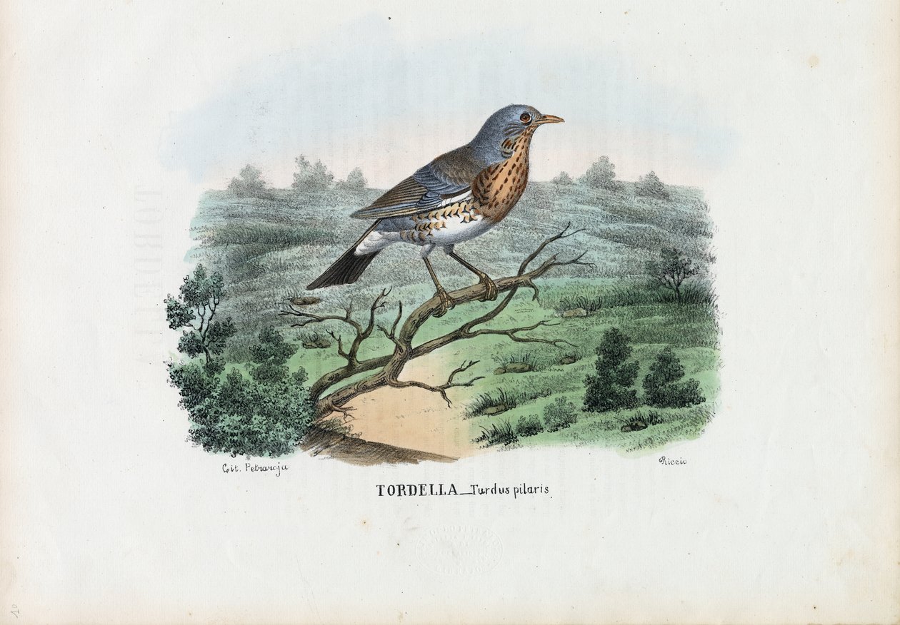 Fieldfare, 1863-79 od Raimundo Petraroja