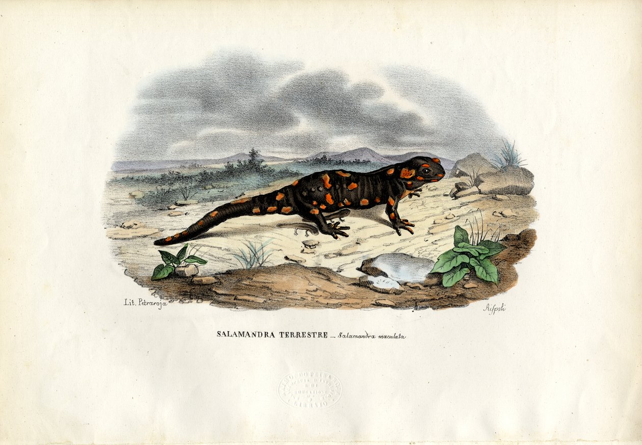 Ohnivý mlok, 1863-79 od Raimundo Petraroja