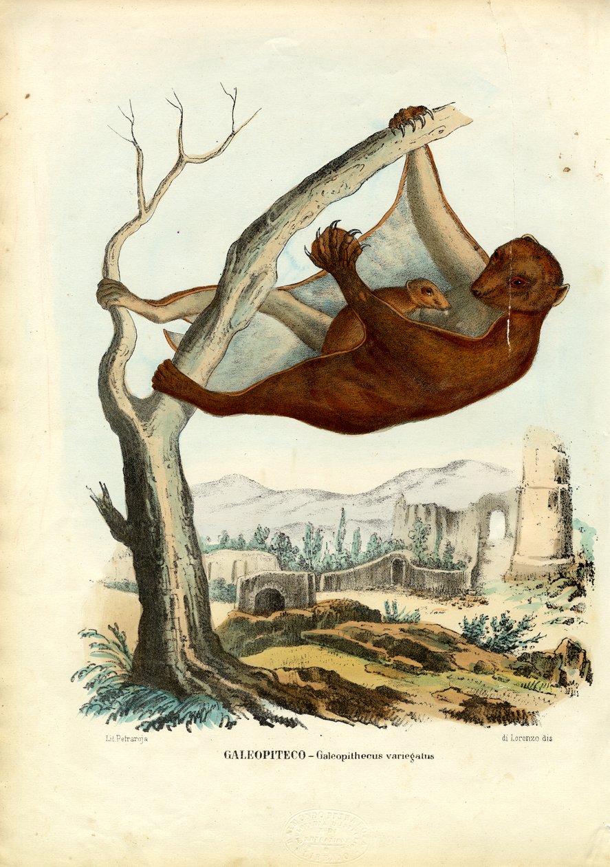 Létající lemur, 1863-79 od Raimundo Petraroja
