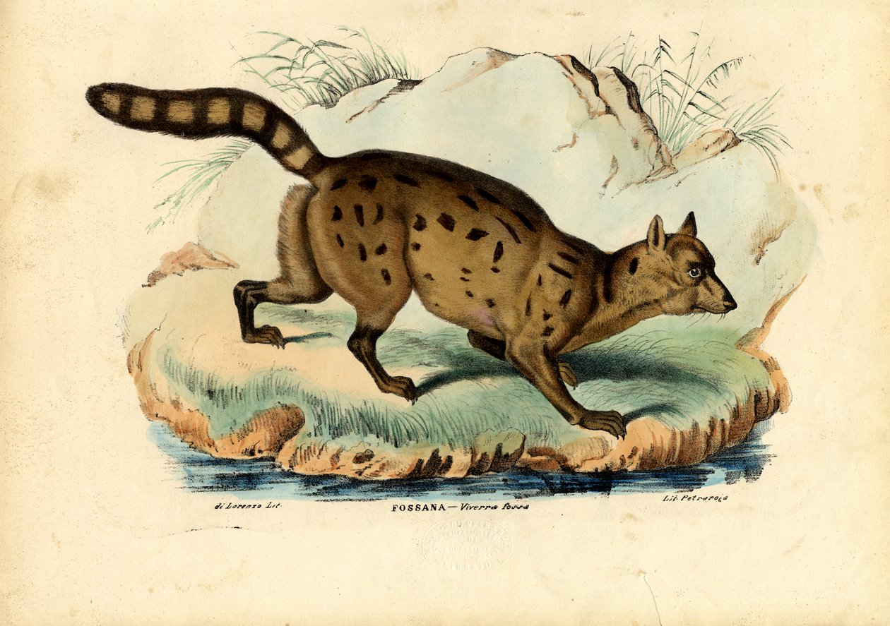 Fossa, 1863-79 od Raimundo Petraroja