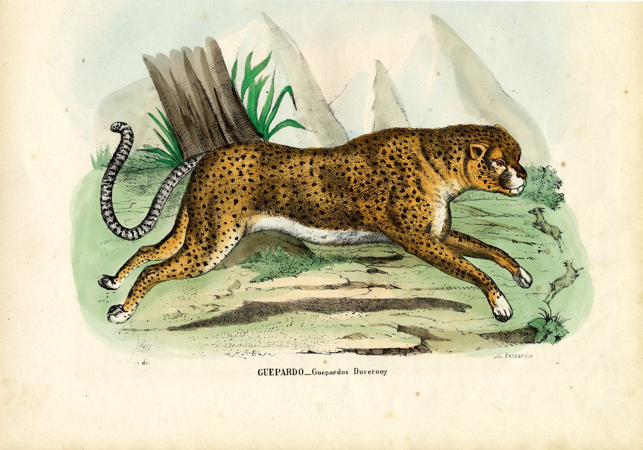 Gepard, 1863-79  od Raimundo Petraroja