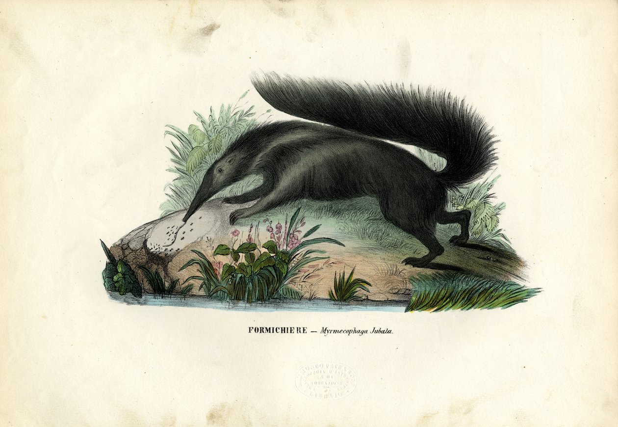 Obří mravenečník, 1863-79 od Raimundo Petraroja