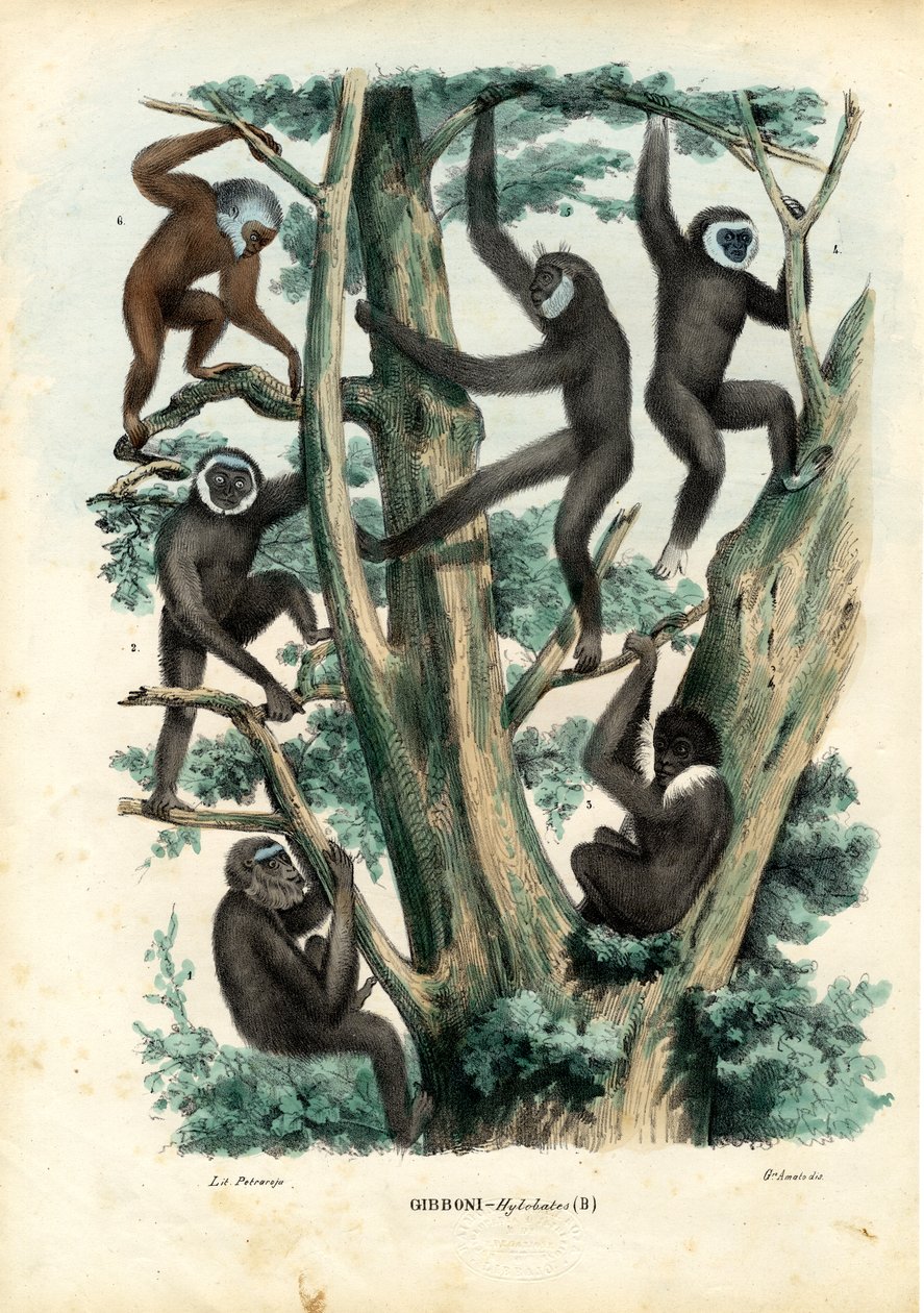 Gibbons, 1863-79 od Raimundo Petraroja