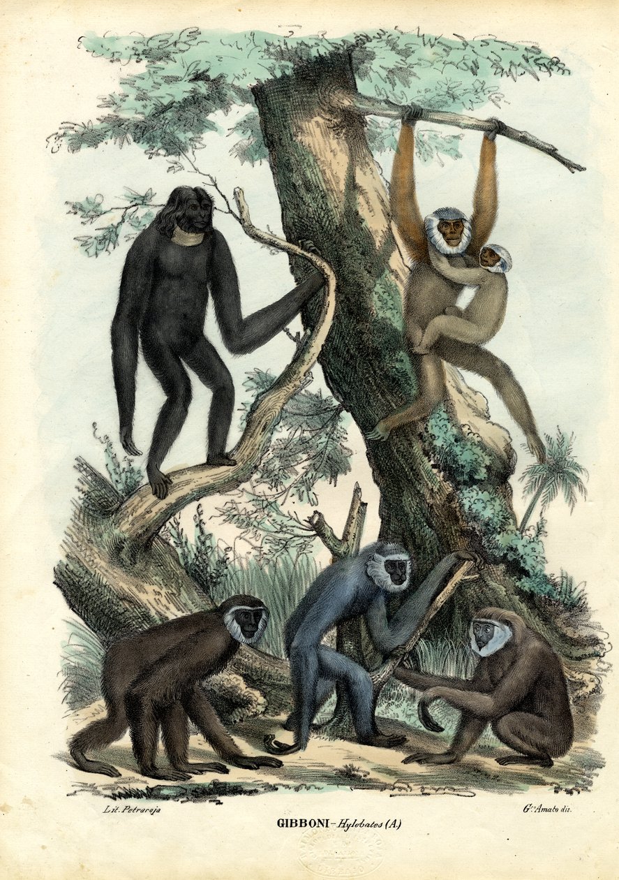 Gibbons, 1863-79 od Raimundo Petraroja