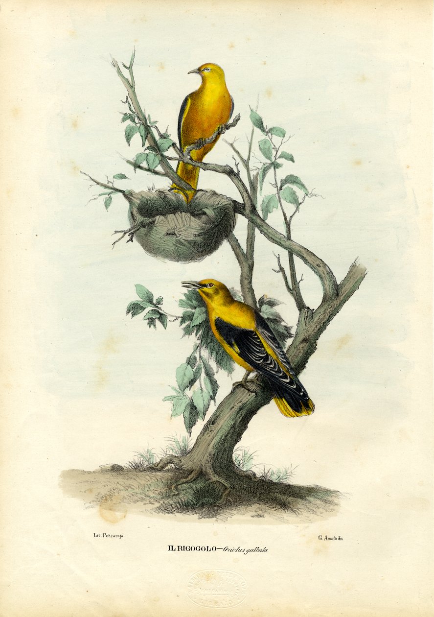 Zlatý žluva, 1863-79 od Raimundo Petraroja