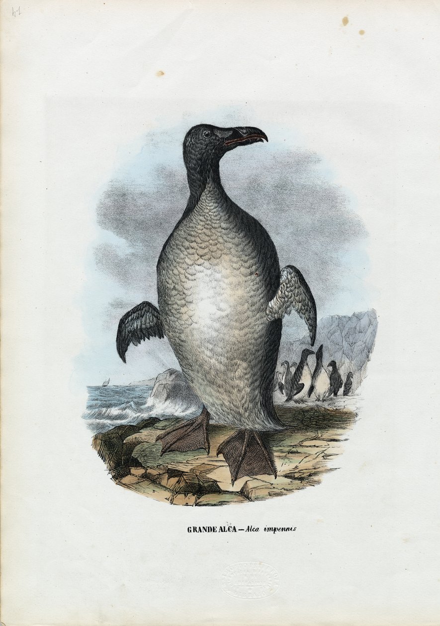 Velký Auk, 1863-79 od Raimundo Petraroja