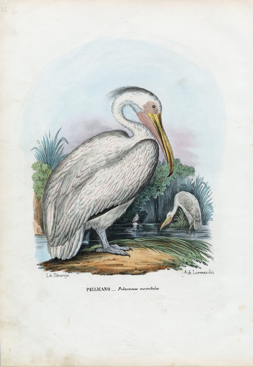 Velký bílý pelikán, 1863-79 od Raimundo Petraroja