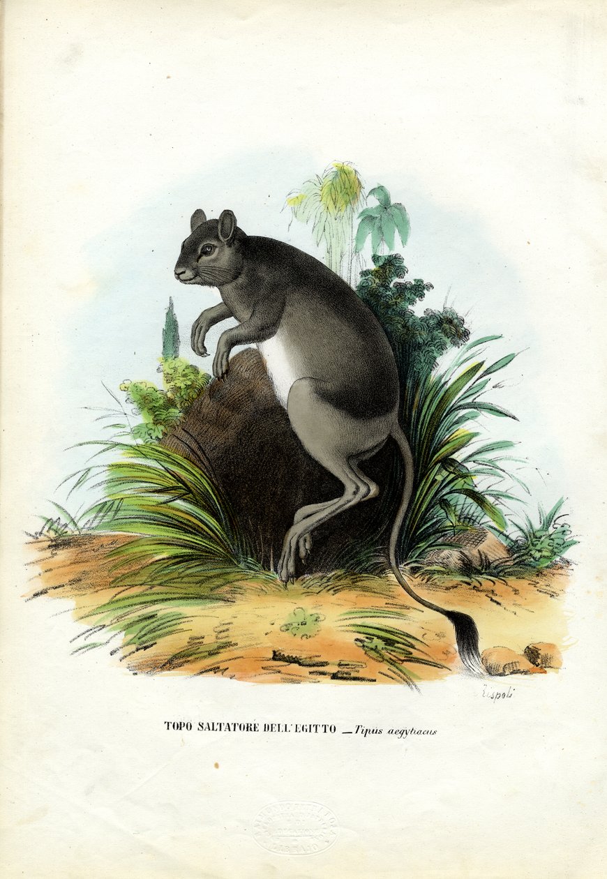 Velká egyptská Jerboa, 1863-79 od Raimundo Petraroja