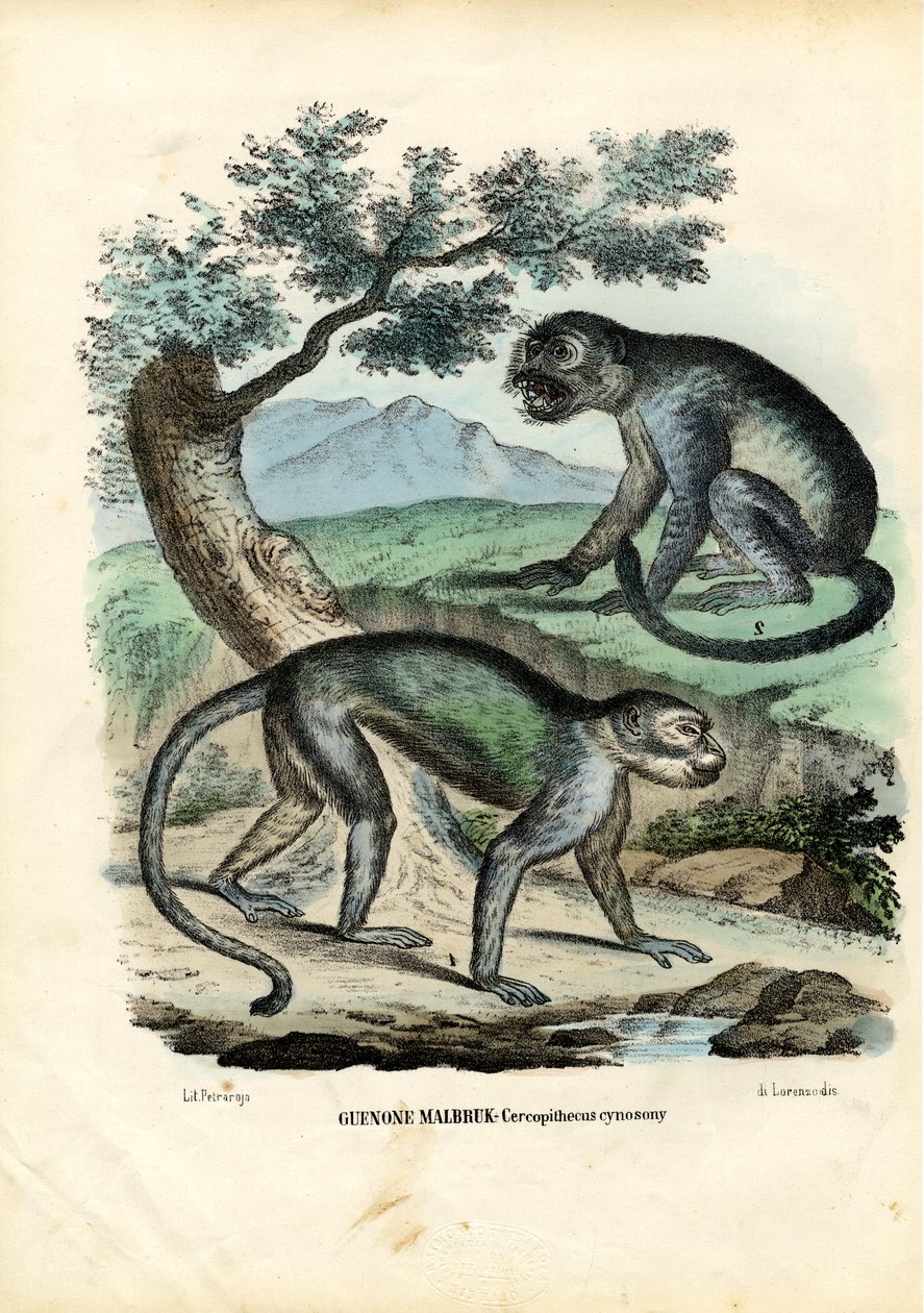 Green Or Malbrouck Monkey, 1863-79 od Raimundo Petraroja