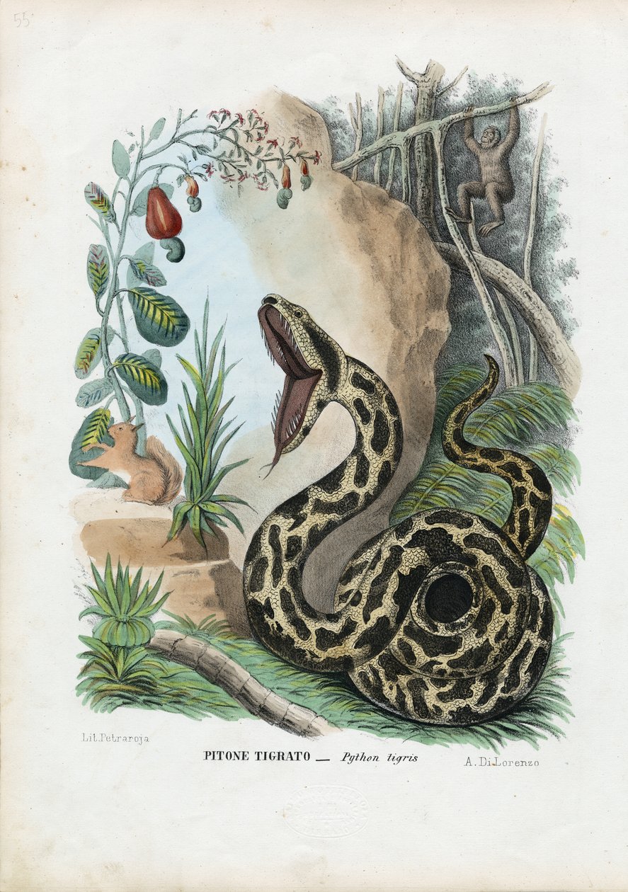 Krajta indická, 1863-79 od Raimundo Petraroja