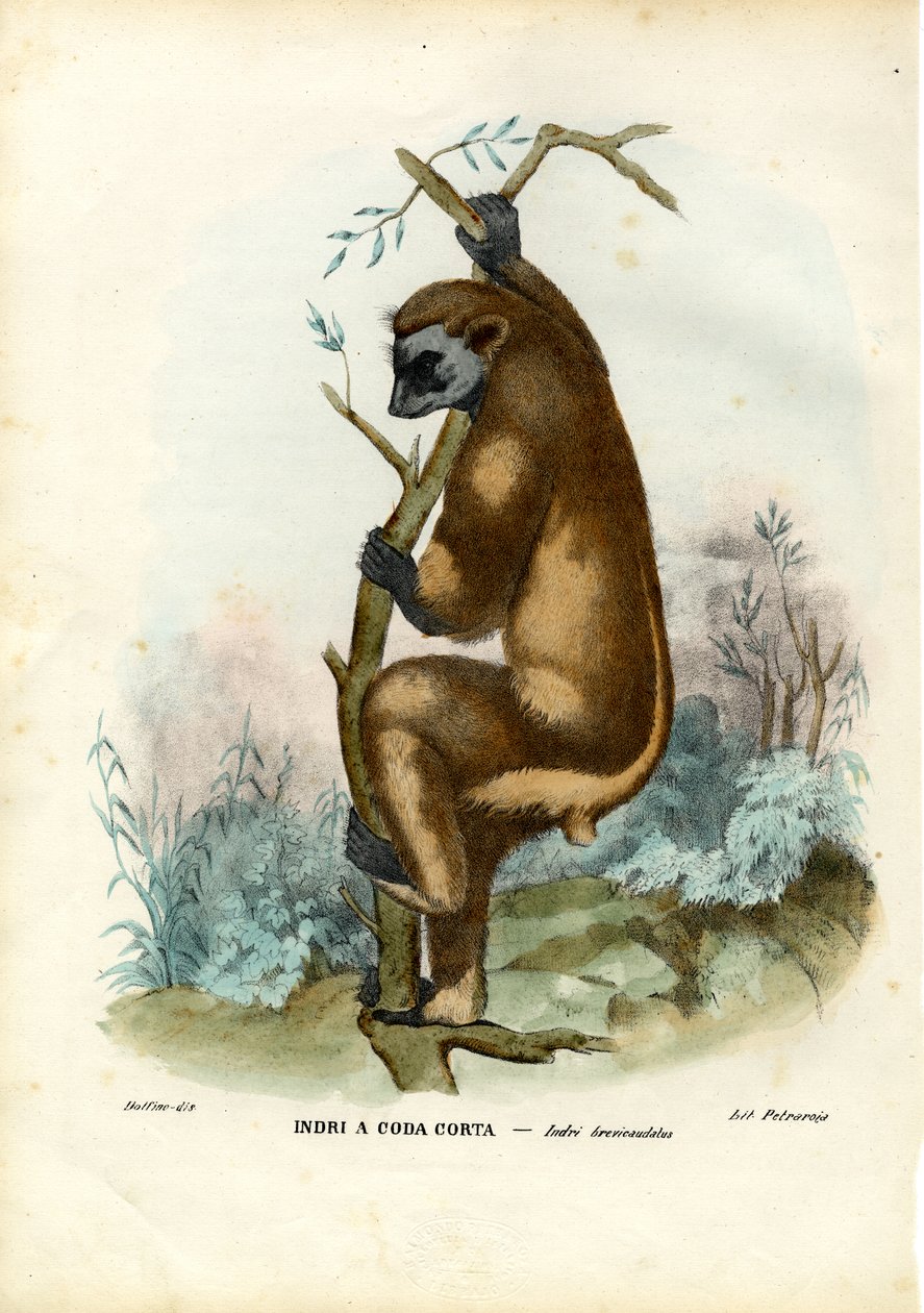 Indri, 1863-79 od Raimundo Petraroja