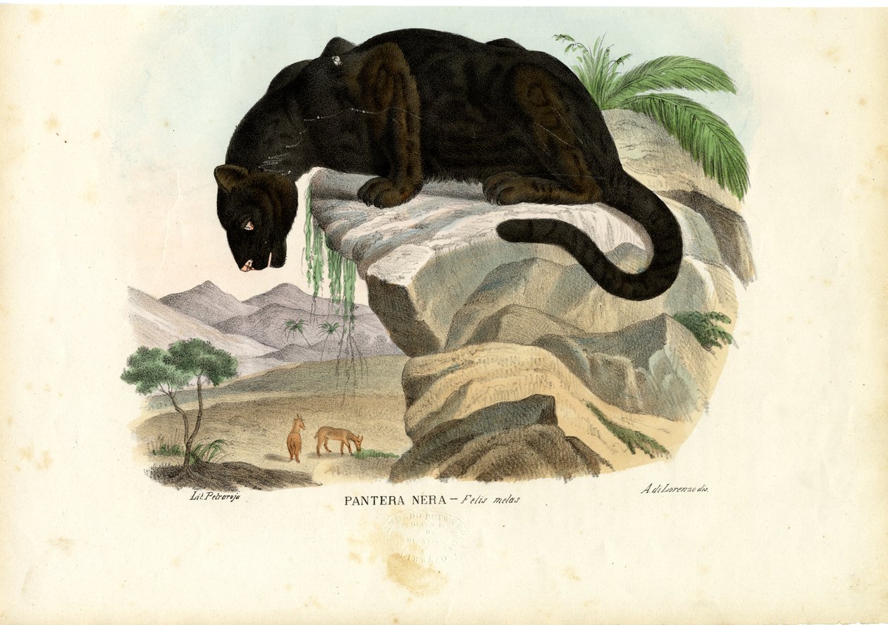 Mladý leopard, 1863-79 od Raimundo Petraroja