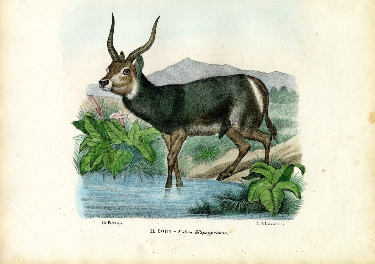 Kob, 1863-79 od Raimundo Petraroja