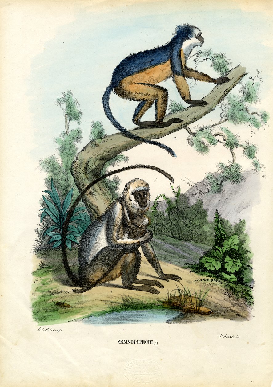 Langurové, 1863-79 od Raimundo Petraroja