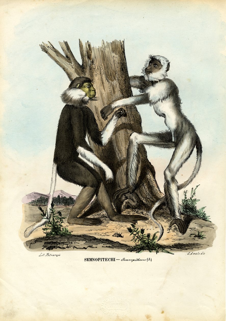 Langury, 1863-79 od Raimundo Petraroja