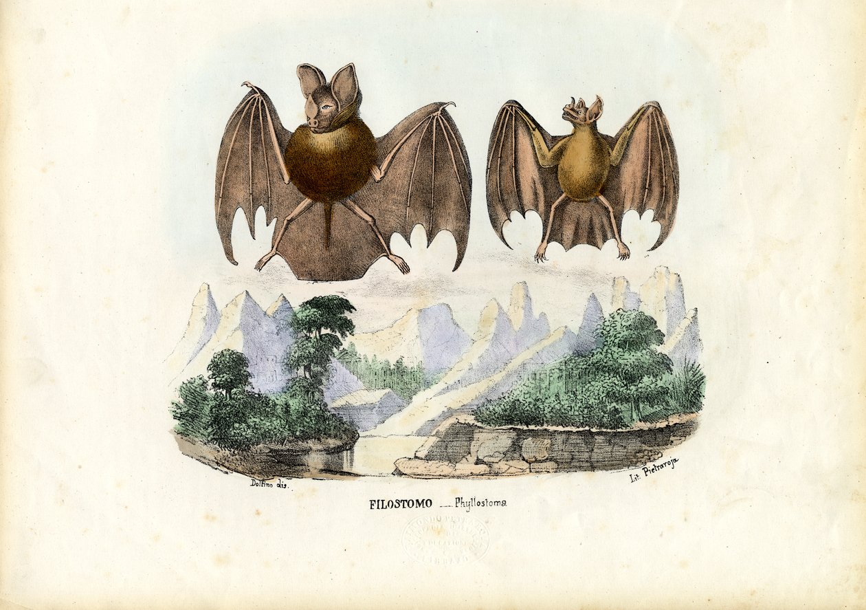 Netopýři listonosí, 1863-79 od Raimundo Petraroja