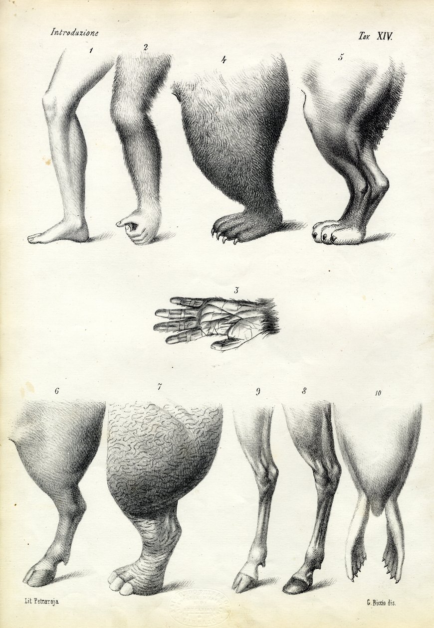 Nohy, 1863-79 od Raimundo Petraroja