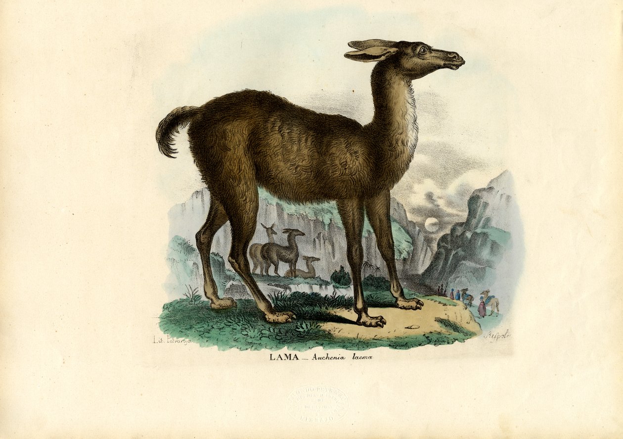 Lama, 1863-79 od Raimundo Petraroja