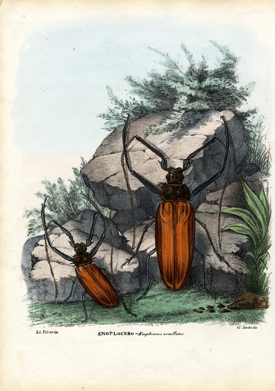 Tesařík, 1863-79 od Raimundo Petraroja