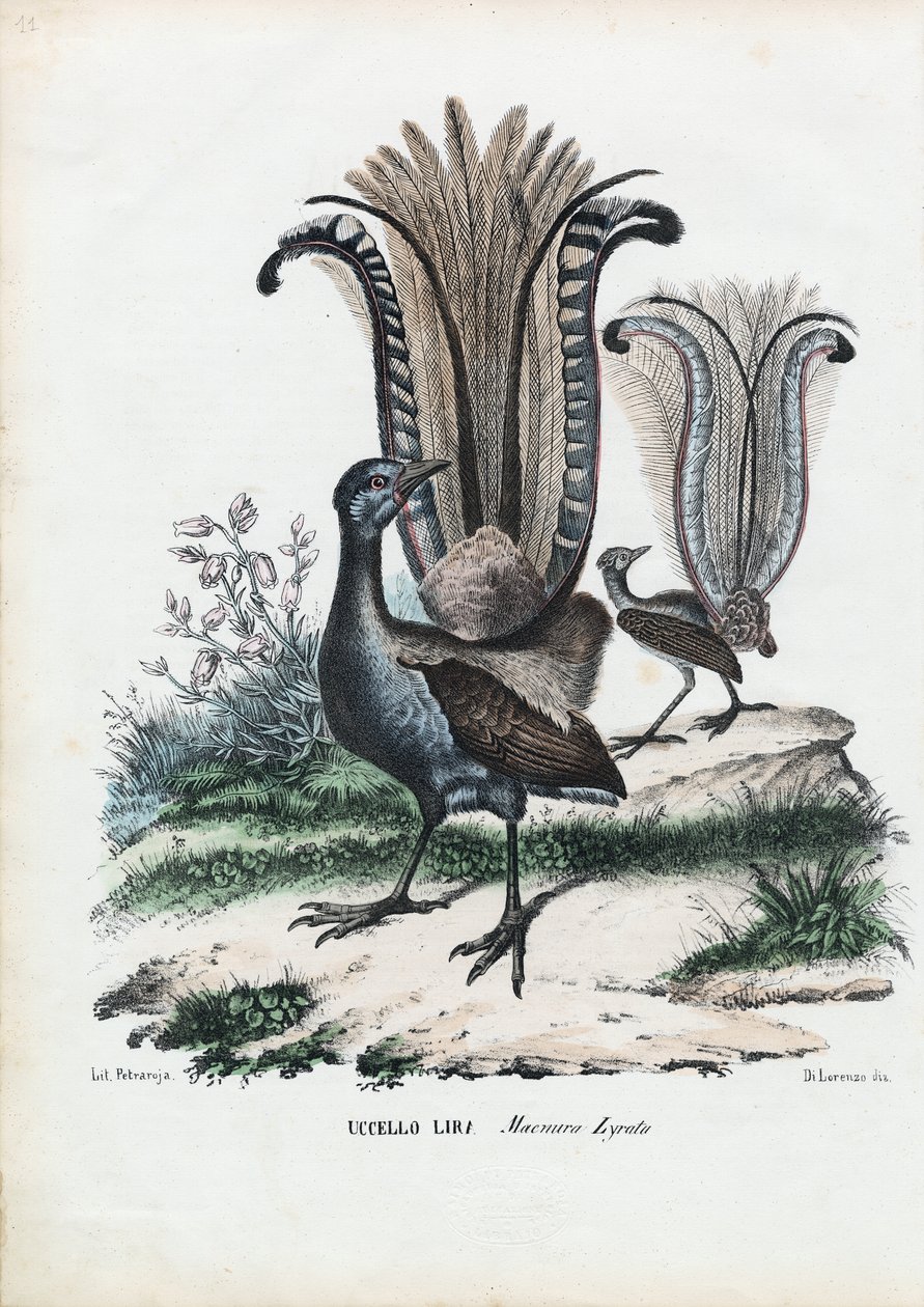 Lyrebird, 1863-79 od Raimundo Petraroja