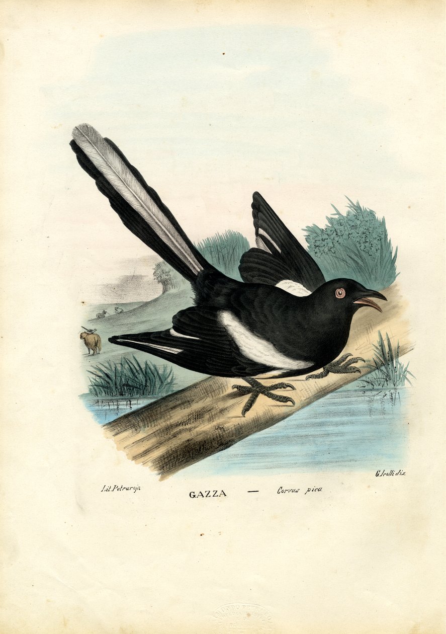 Straka, 1863-79 od Raimundo Petraroja