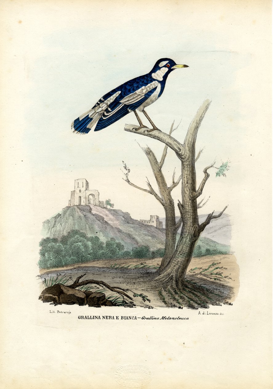 Straka-Lark, 1863-79 od Raimundo Petraroja