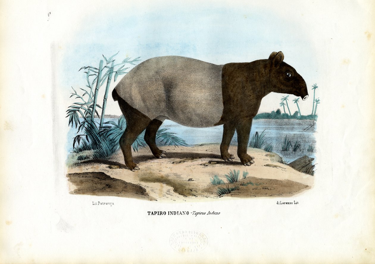 Tapír malajský, 1863-79 od Raimundo Petraroja