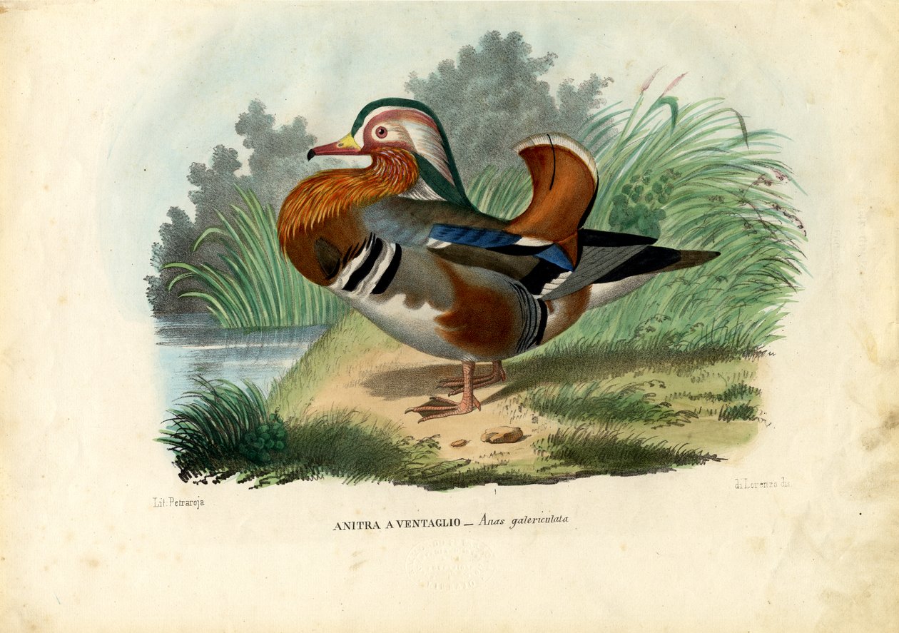 Kachna mandarínská, 1863-79 od Raimundo Petraroja