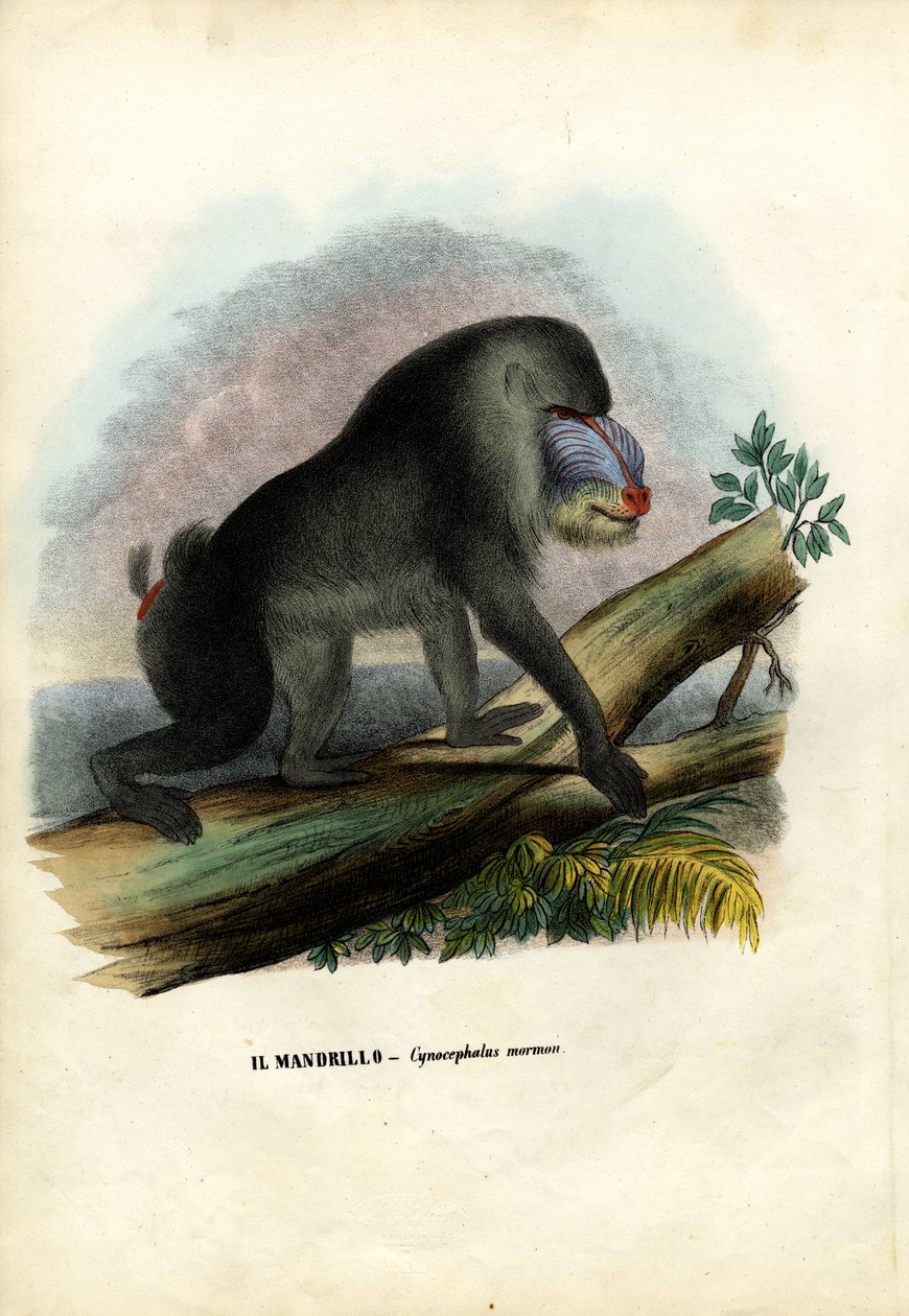Mandrill, 1863-79 od Raimundo Petraroja