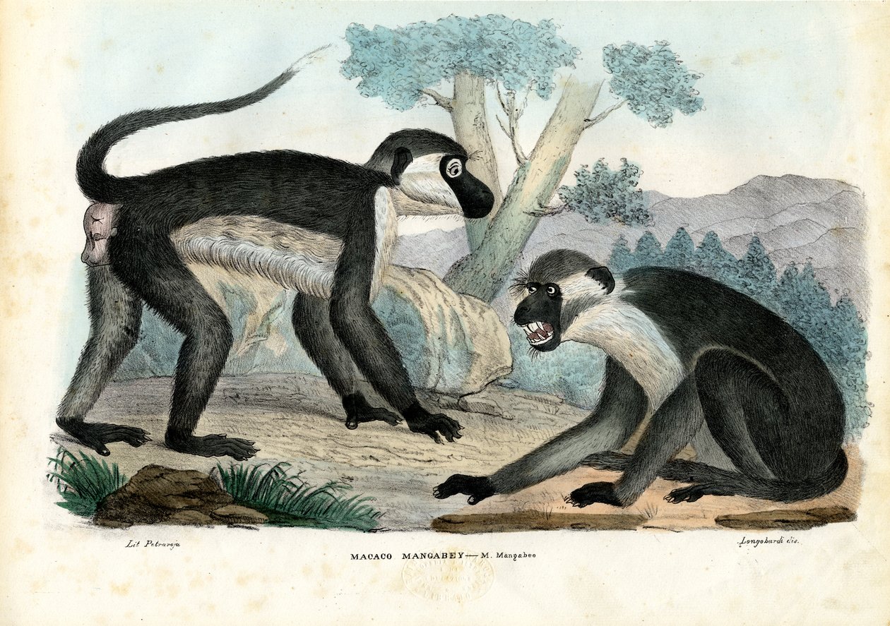 Mangabey, 1863-79 od Raimundo Petraroja
