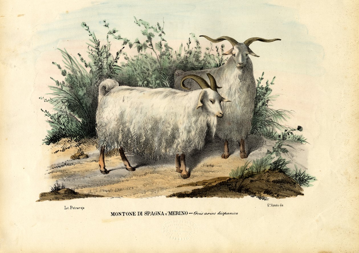 Ovce Merino, 1863-79 od Raimundo Petraroja