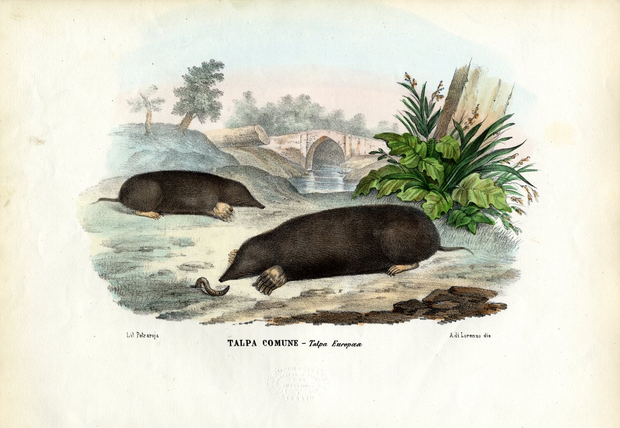 Krtek, 1863-79 od Raimundo Petraroja