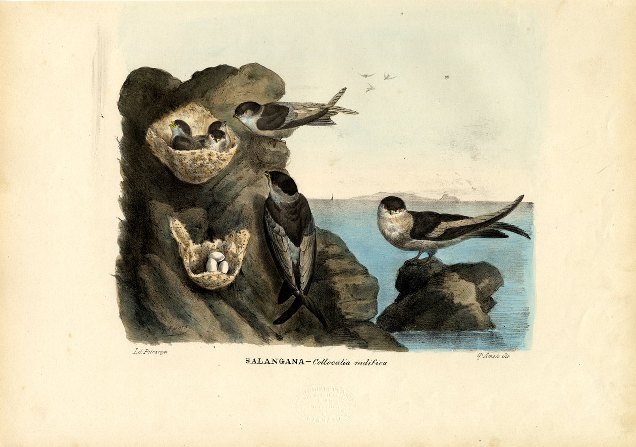 Mossy-Nest Swiftlet, 1863-79 od Raimundo Petraroja