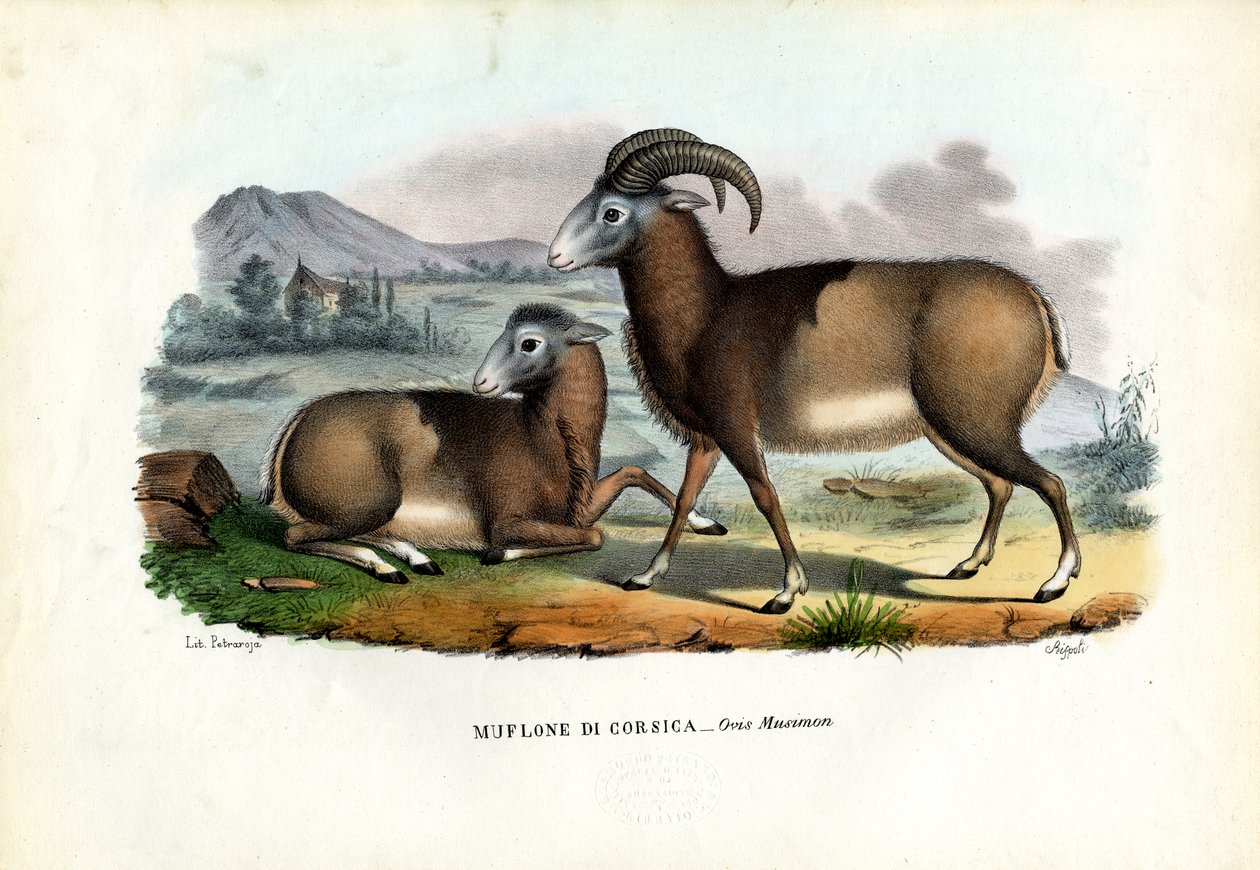 Mufloni, 1863-79 od Raimundo Petraroja
