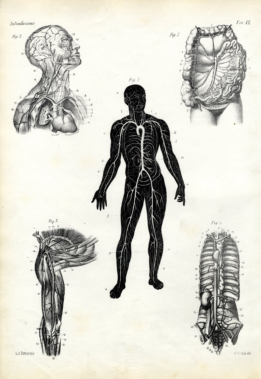 Svaly, 1863-79 od Raimundo Petraroja