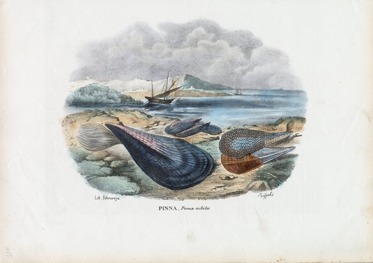 Mušle, 1863-79 od Raimundo Petraroja