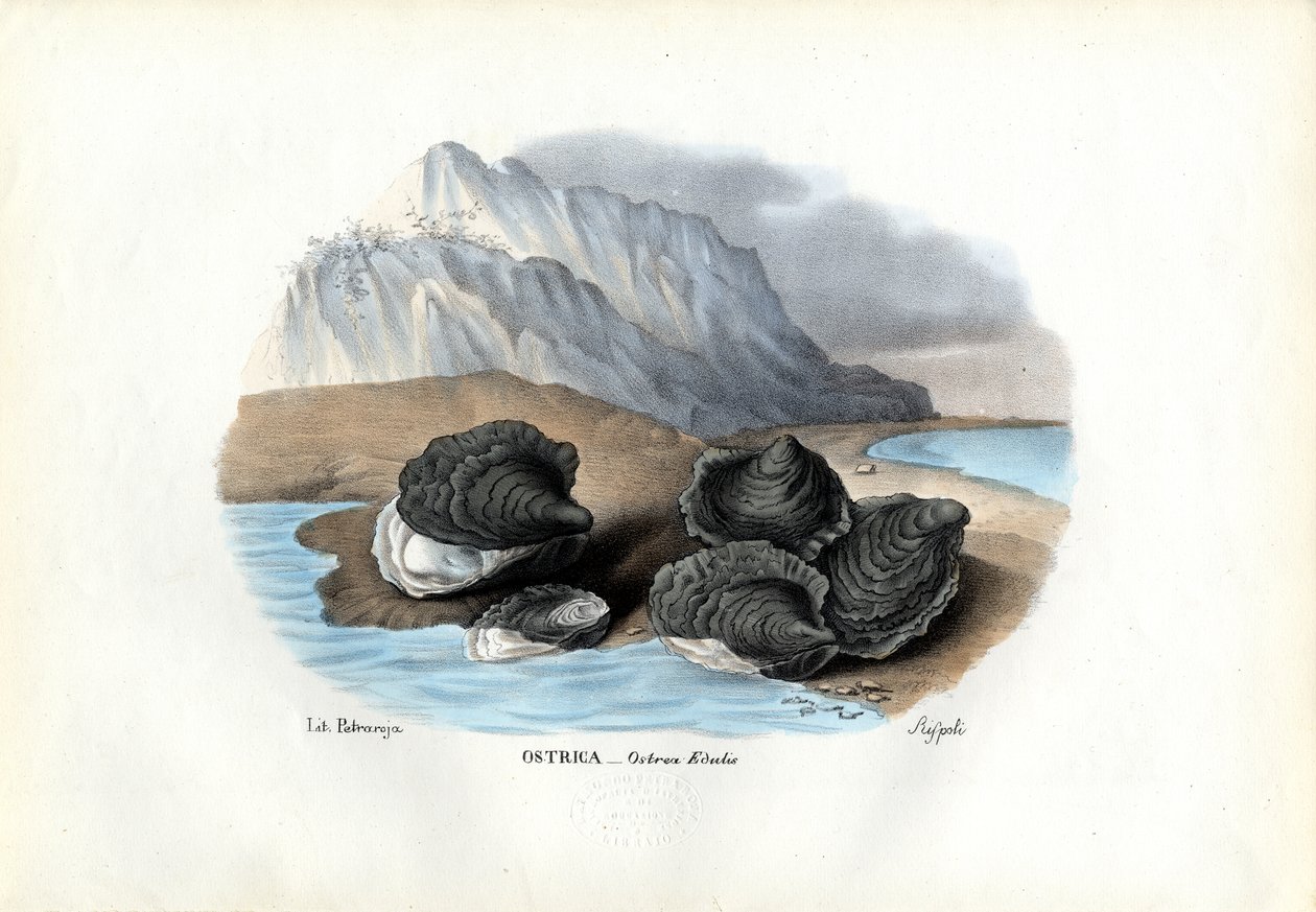 Mušle, 1863-79 od Raimundo Petraroja